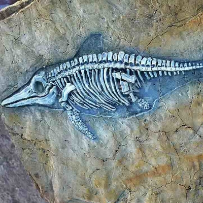 مول التسوق ديناصور العظام المقلدة ، ديناصور طبق الاصل الجماجم الأحفورية