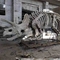معرض جوراسيك بارك ديناصور هيكل عظمي ، ديناصور العظام المقلدة