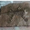 مول التسوق ديناصور العظام المقلدة ، ديناصور طبق الاصل الجماجم الأحفورية