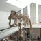 داخلي ديناصور هيكل عظمي طبق الاصل للشباب سن 12 شهرا الضمان